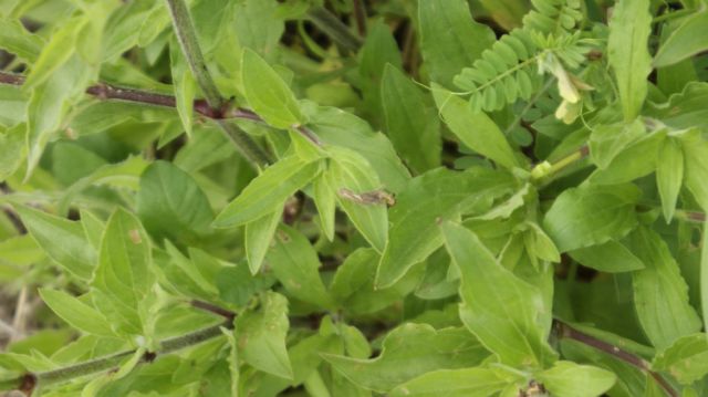 Silene alba